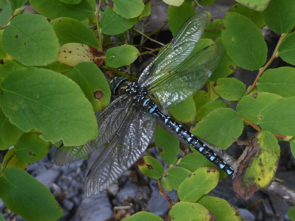 Mosaic Darner