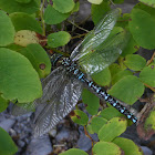 Mosaic Darner