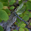 Mosaic Darner