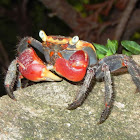 Red-Clawed Mangrove Crab