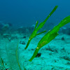 Robust Ghostpipefish