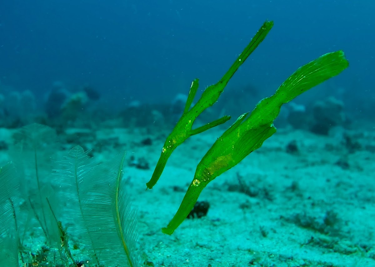 Robust Ghostpipefish