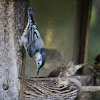 White-breasted Nuthatch