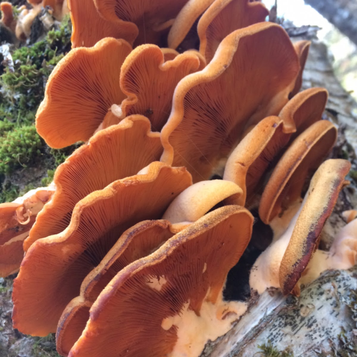 Chicken of the woods