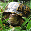 Eastern Box Turtle