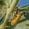 Gold Dust Weevils