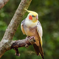 Cockatiel Bird Wallpapers HD