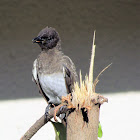 Dark-capped bulbul