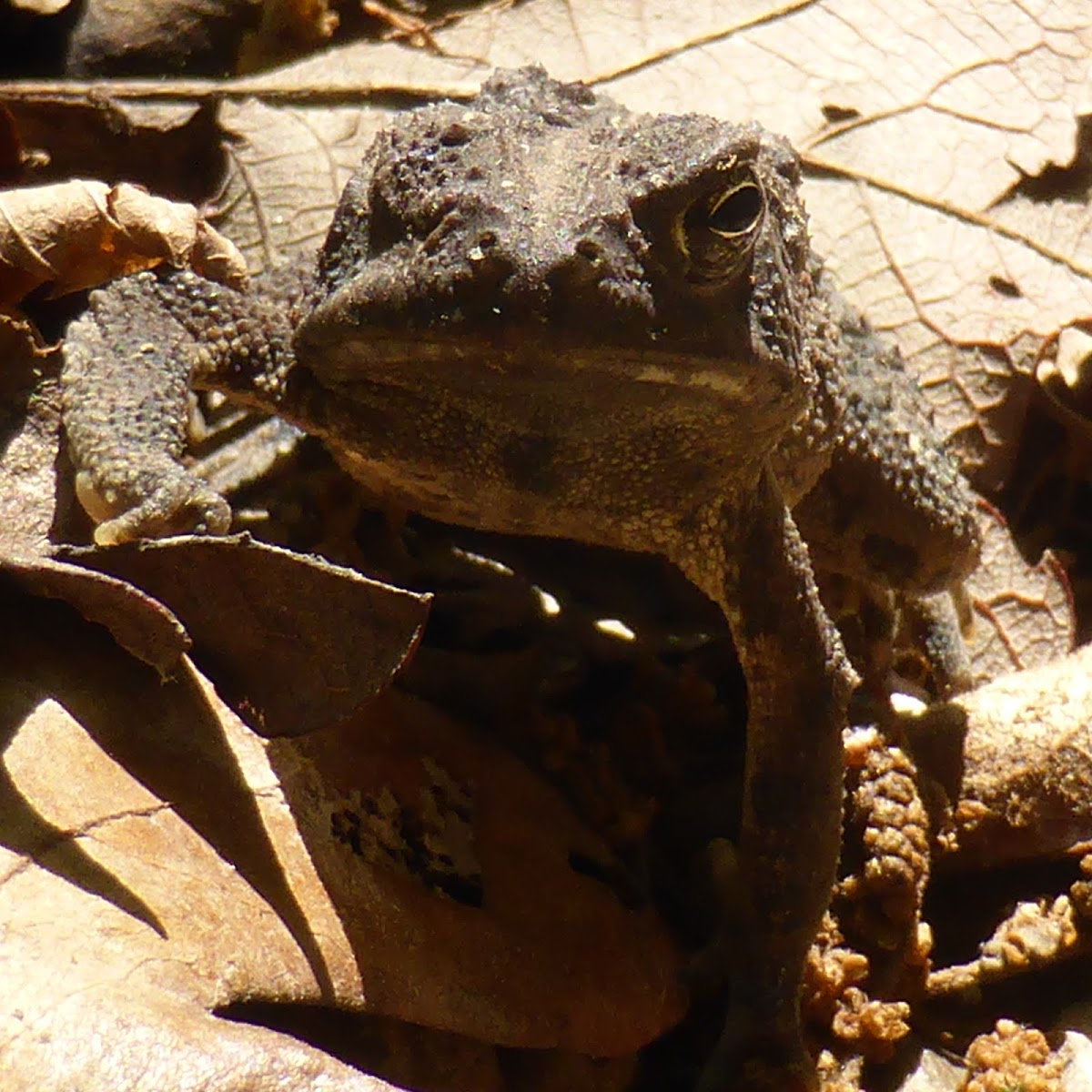 American Toad