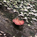 Beefsteak polypore