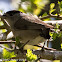 Blackcap