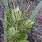 False Hop Sedge