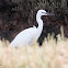 Little Egret