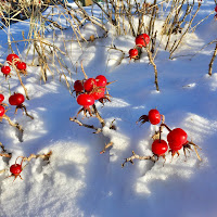 Bacche vermiglie nella neve di 