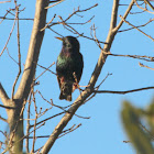 European Starling