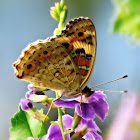 Blue Pansy ♂