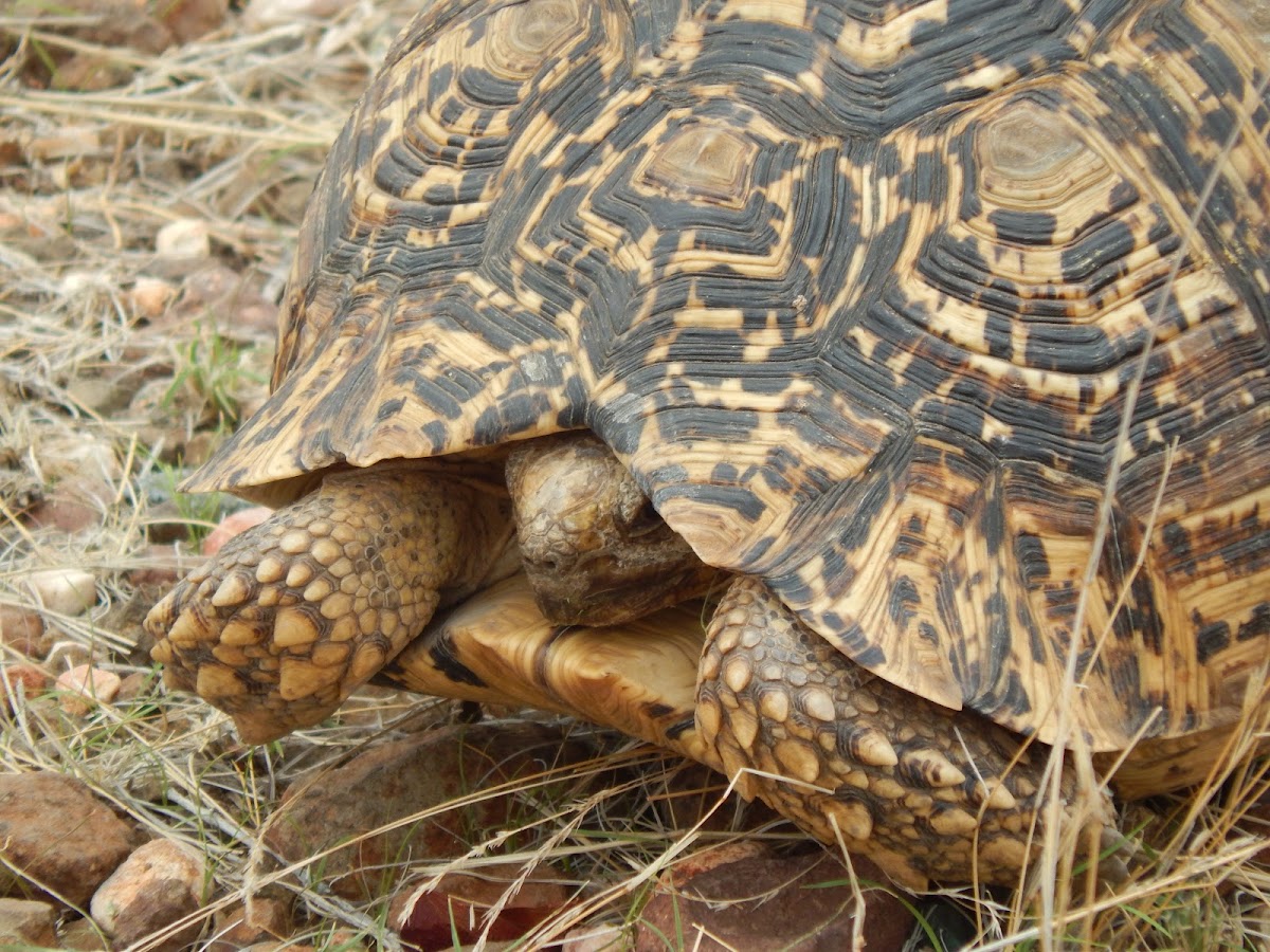 Leopard Tortoise