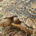 Leopard Tortoise