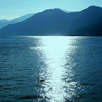 Due cigni nel lago di 