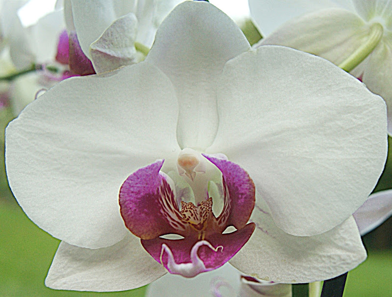 Orchidea di danilo56