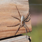 Six-spotted fishing spider