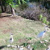 Siberian Crane