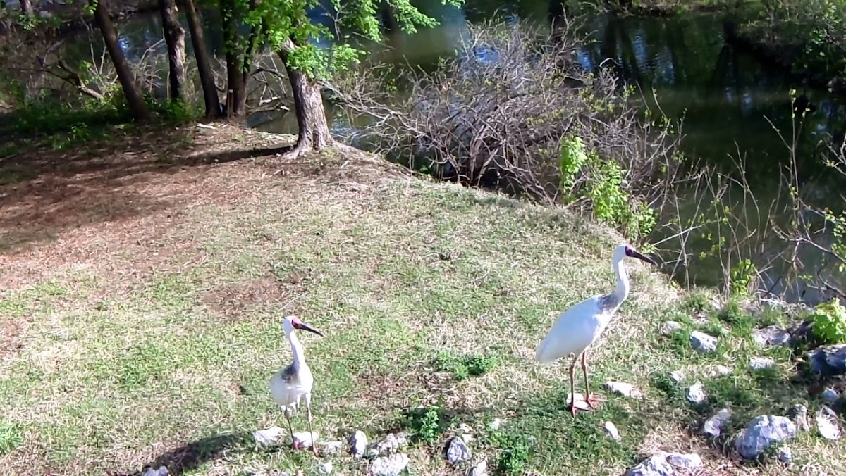 Siberian Crane