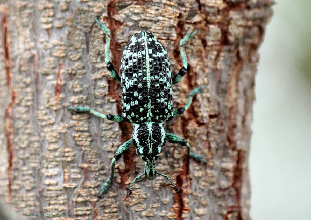 Botany Bay Diamond Weevil