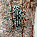 Botany Bay Diamond Weevil