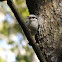 Eurasian Nuthatch