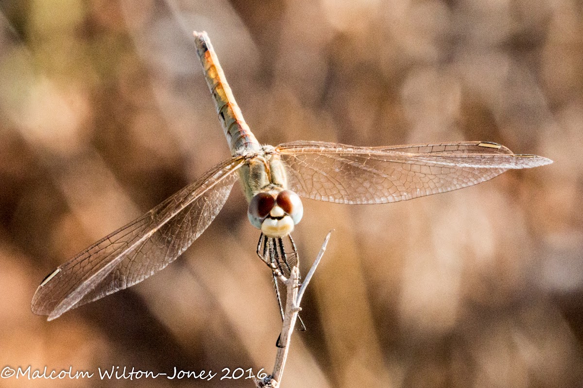 Red-veined Darter