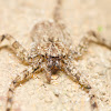 Wall crab Spider