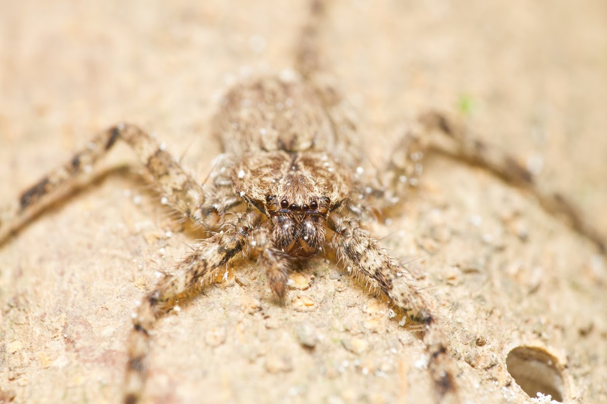 Wall crab Spider