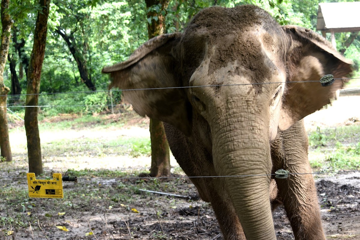 Indian elephant