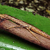 Walking-stick Insect