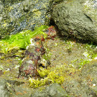 Giant California Sea Cucumber