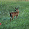 White-tailed Deer