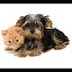 Cats and Dogs Wallpapers FullHD New Tab