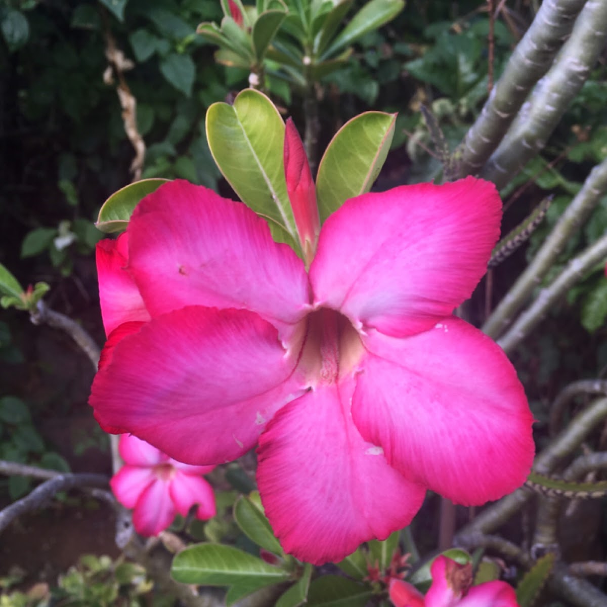 Desert Rose (Rose du desert)