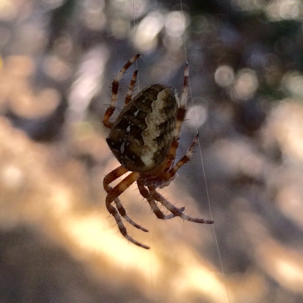 Cross Orbweaver