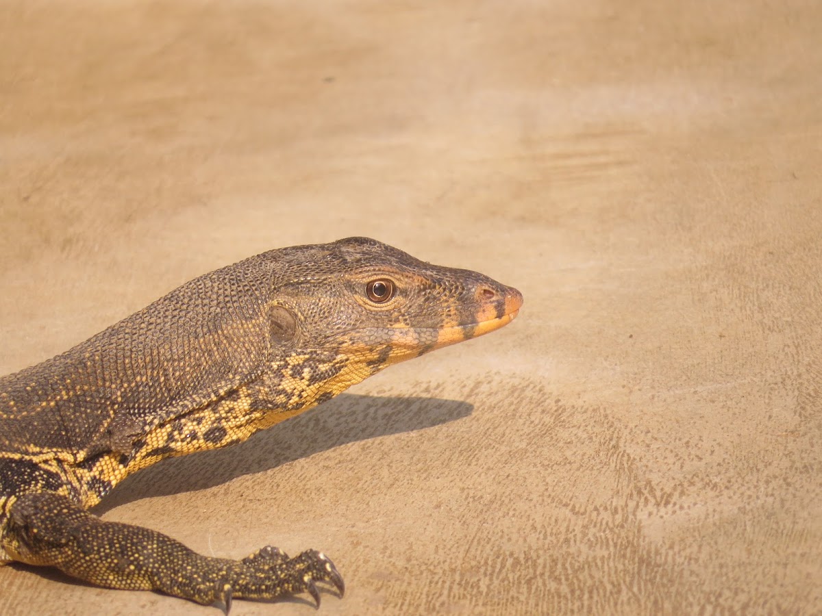 Monitor Lizard