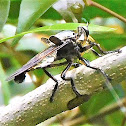 Giant Blue Robber Fly