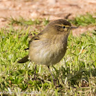 Chiffchaff