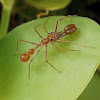 Ant-mimicking Jumping Spider