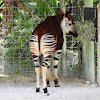 Okapi