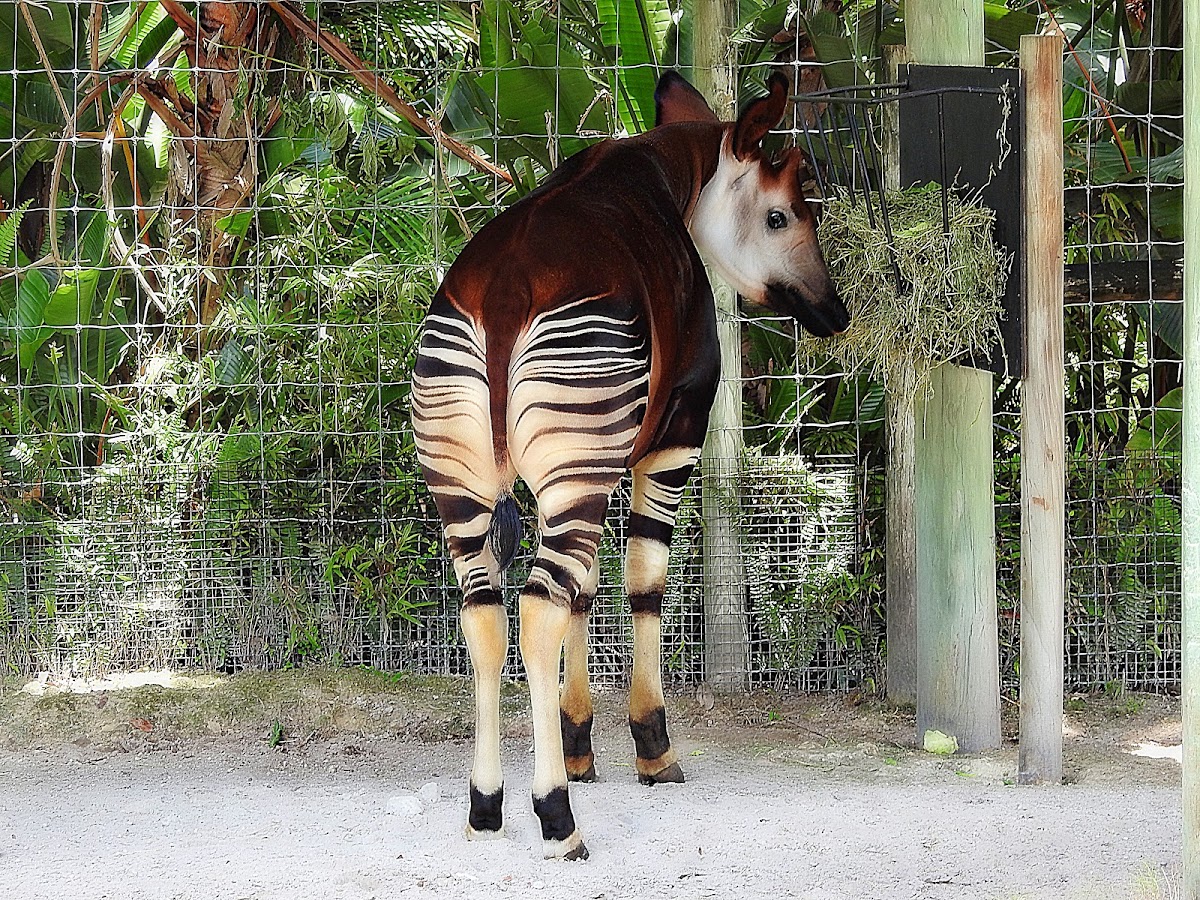 Okapi