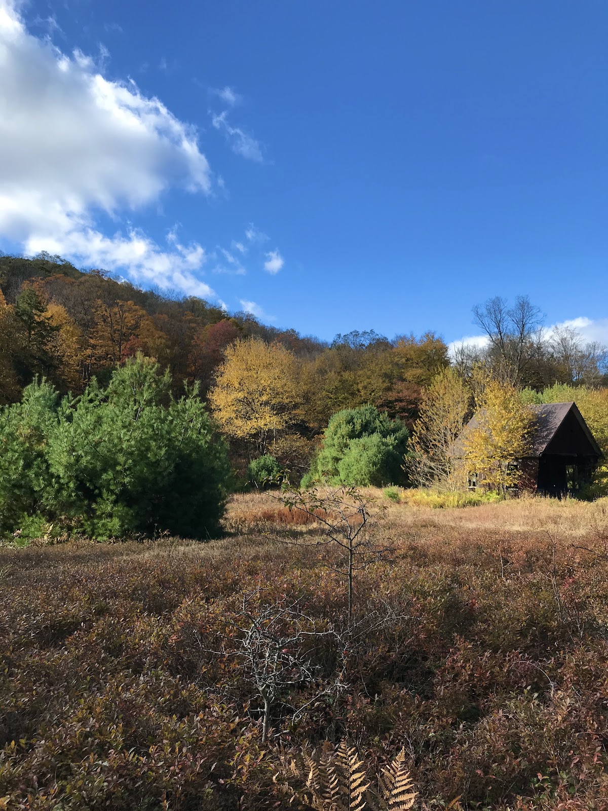 Allegheny National Forest