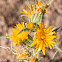 Yellow Thistle flower