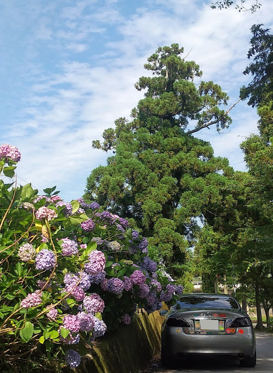フーガの医療従事者に少しでも休息出来るためにもソーシャル守って・奈良県御所市・一言主神社⛩️・参道沿いの紫の紫陽花に関するカスタム事例の投稿画像6枚目