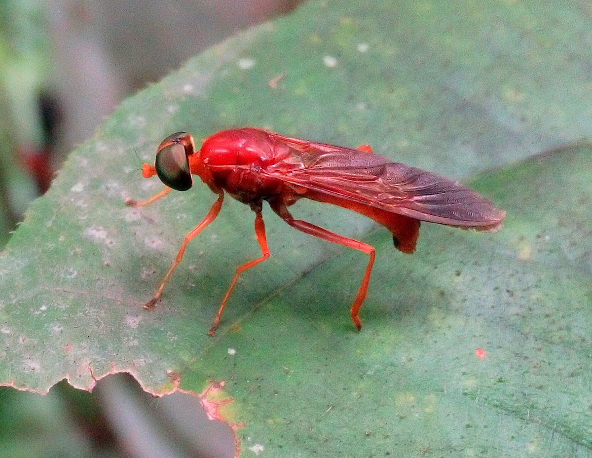 Unkown Soldier fly?